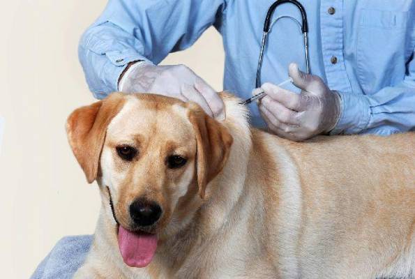 Comunicat de presă - ICCJ a decis ca vaccinul antirabic la câini și pisici să fie gratuit