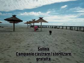 Our fight for animal welfare and health in Sulina continues