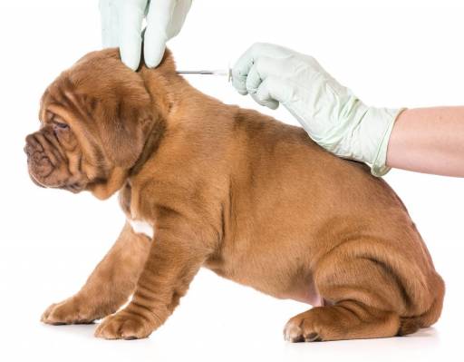 Comunicat de presa - Campania anuala de identificare, microcipare si vaccinare antirabica in Campia Turzii